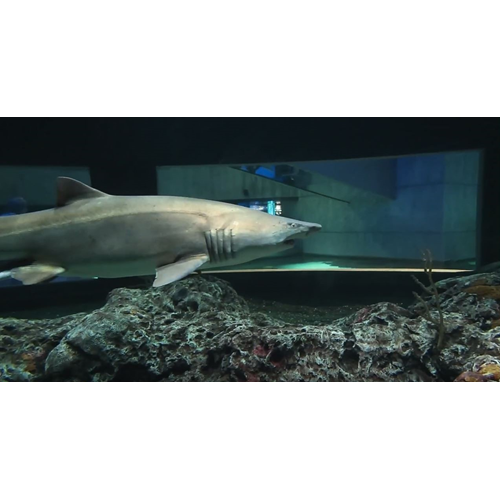 Aquarium Dive